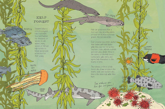 OCEAN ANATOMY: THE CURIOUS PARTS & PIECES