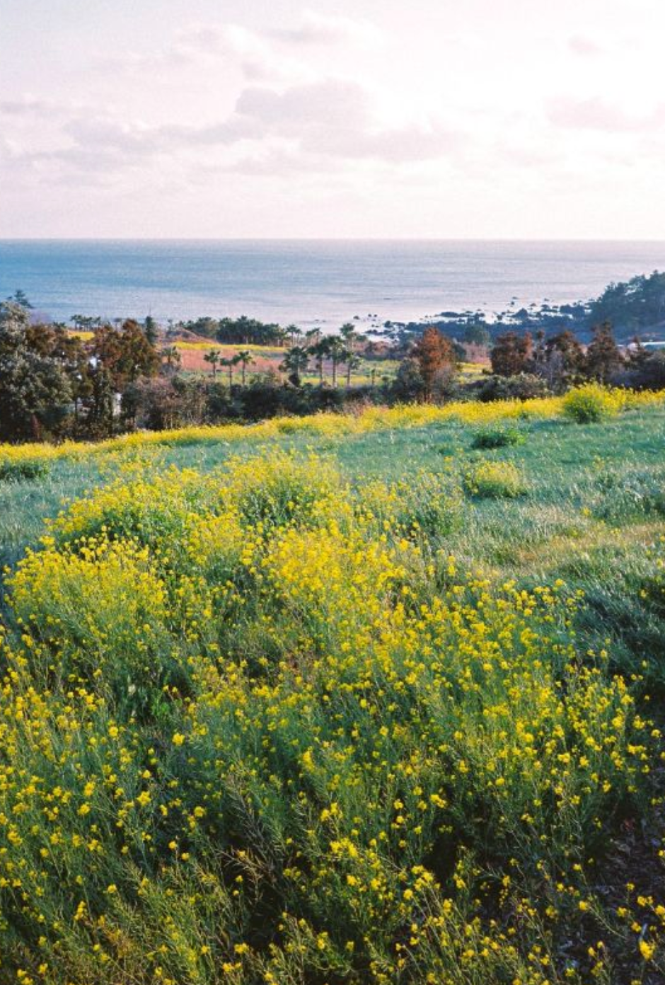 LOMOGRAPHY COLOR NEGATIVE 35MM ISO 400 – PACK OF 3