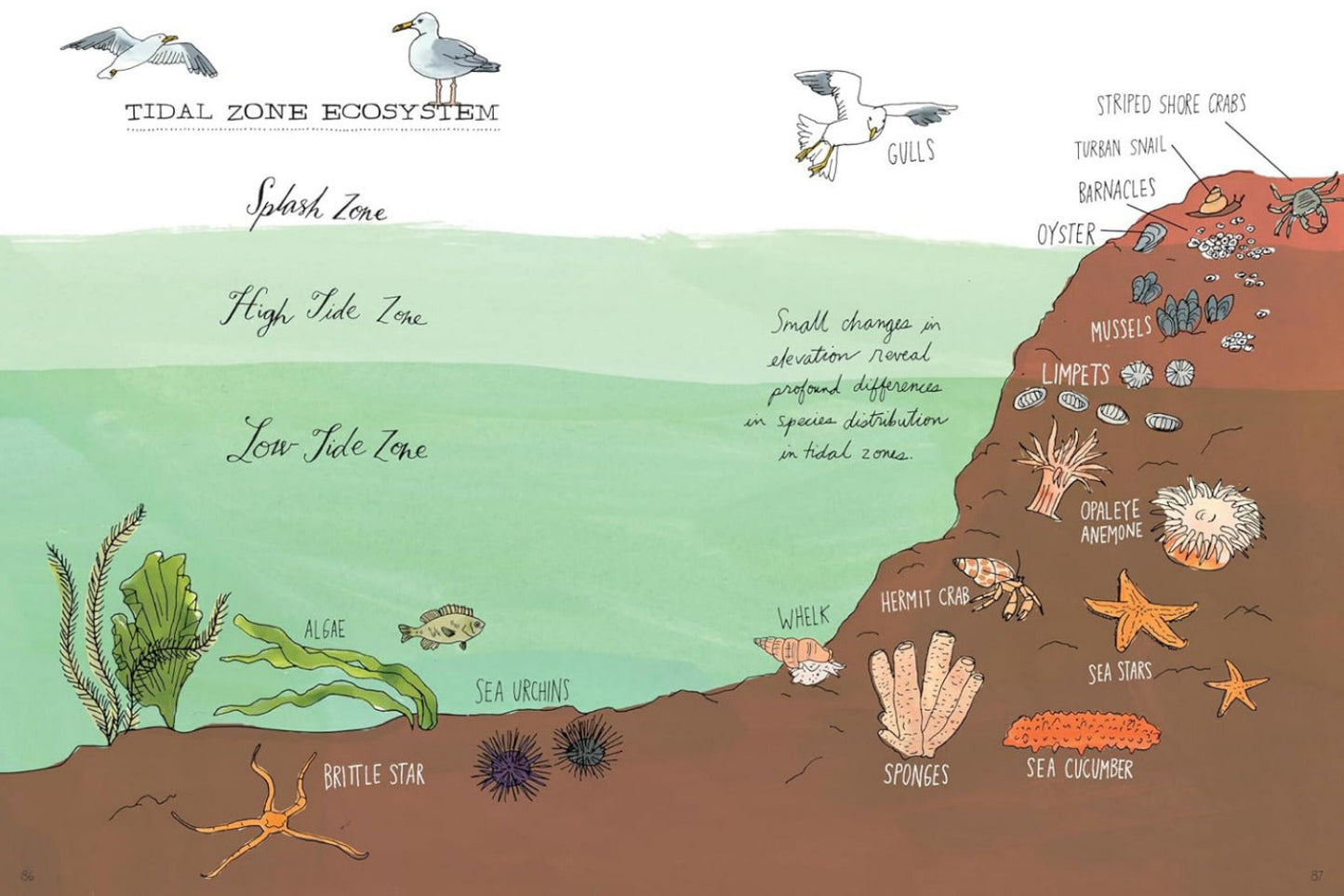 OCEAN ANATOMY: THE CURIOUS PARTS & PIECES