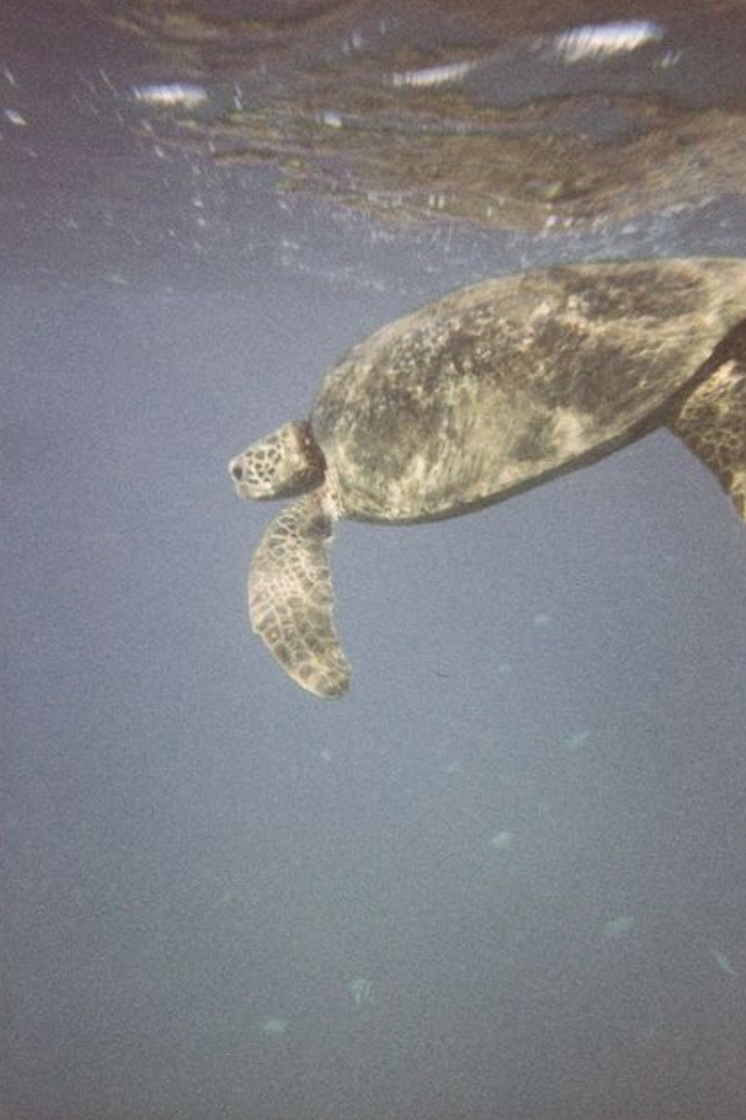 UNDER WATER HOUSING FOR SIMPLE USE CAMERAS