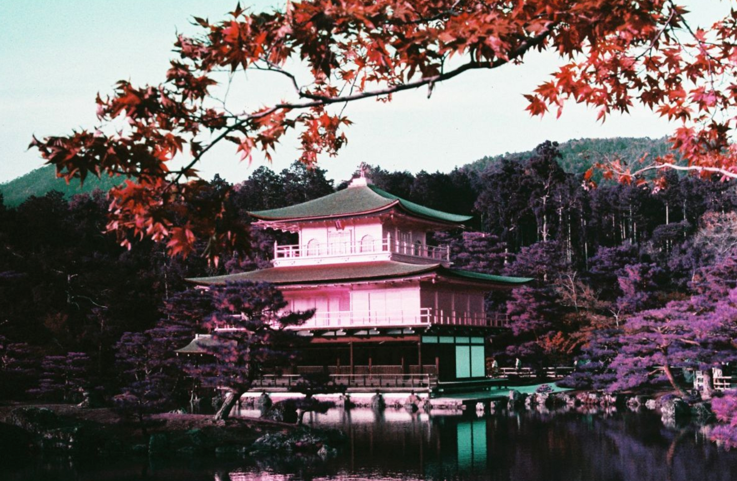 2021 LOMOCHROME PURPLE PETILLANT #% MM ISO 100-400